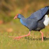 Slipka modra - Porphyrio porphyrio - Purple Swamphen 1563